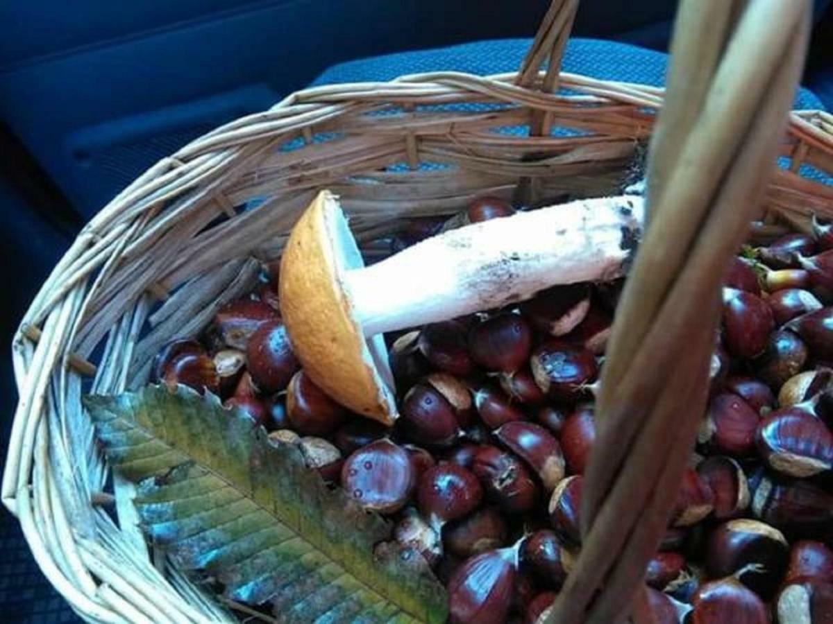 كْروني B&B Tulipano المظهر الخارجي الصورة